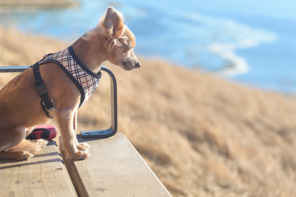 Should Dogs Wear Collars All the Time?